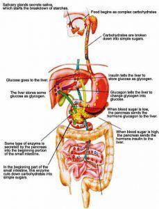 Digestive System of Man