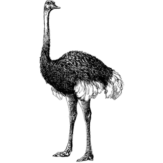AnneGZimmerman profile picture