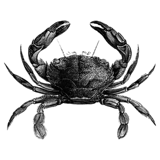 degnemurzi profile picture