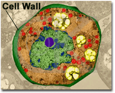 cell wall structure