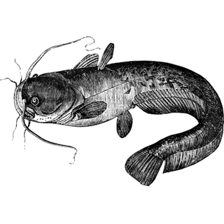 yimletitri profile picture