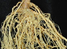 Nodulated root