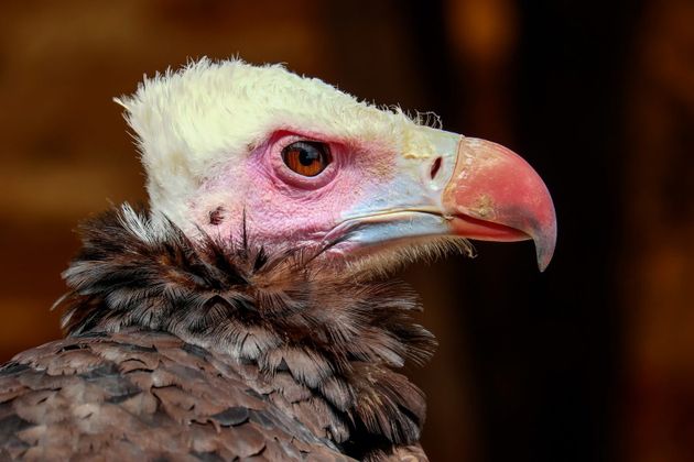 Cover image for World’s 1st Vulture Safe Zone Declared In Nepal
