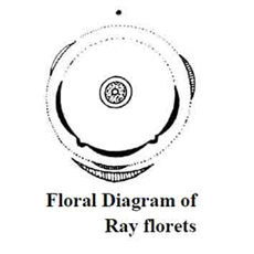 ray floret