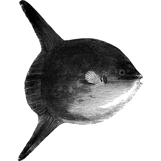 Vuyani profile picture