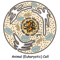 Eukaryotic cells