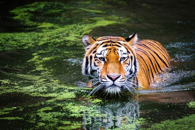 Cover image for Tiger Census To Begin From December 5