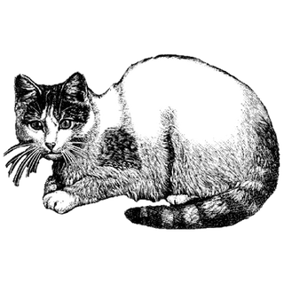 azeemofficial profile picture
